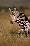 Cape mountain zebra (Equus zebra zebra), Mountain Zebra National Park, South Africa, Africa