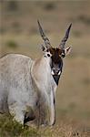 Common eland (Taurotragus oryx) buck, Mountain Zebra National Park, South Africa, Africa