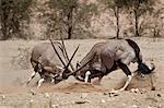 Two gemsbok (South African oryx) (Oryx gazella) fighting, Kgalagadi Transfrontier Park, encompassing the former Kalahari Gemsbok National Park, South Africa, Africa