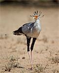 Secretarybird (Sagittarius serpentarius), Kgalagadi Transfrontier Park, encompassing the former Kalahari Gemsbok National Park, South Africa, Africa