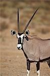 Gemsbok (South African oryx) (Oryx gazella), Kgalagadi Transfrontier Park, encompassing the former Kalahari Gemsbok National Park, South Africa, Africa