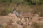 Greater kudu (Tragelaphus strepsiceros) buck, Kgalagadi Transfrontier Park, encompassing the former Kalahari Gemsbok National Park, South Africa, Africa