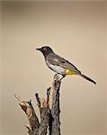 African red-eyed bulbul (black-fronted bulbul) (Pycnonotus nigricans), Kgalagadi Transfrontier Park, encompassing the former Kalahari Gemsbok National Park, South Africa, Africa