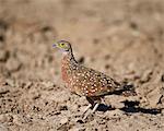 Male Burchell's sandgrouse (Pterocles burchelli), Kgalagadi Transfrontier Park, encompassing the former Kalahari Gemsbok National Park, South Africa, Africa