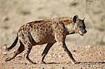 Spotted hyena) (spotted hyaena) (Crocuta crocuta), Kgalagadi Transfrontier Park, encompassing the former Kalahari Gemsbok National Park, South Africa, Africa