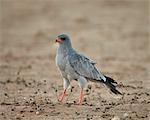 Southern pale chanting goshawk (Melierax canorus), Kgalagadi Transfrontier Park, encompassing the former Kalahari Gemsbok National Park, South Africa, Africa