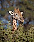 Cape giraffe (Giraffa camelopardalis giraffa) feeding, Kgalagadi Transfrontier Park, encompassing the former Kalahari Gemsbok National Park, South Africa, Africa