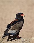 Bateleur (Terathopius ecaudatus), Kgalagadi Transfrontier Park, encompassing the former Kalahari Gemsbok National Park, South Africa, Africa