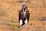 Lappet-faced vulture (Torgos tracheliotus), South Africa