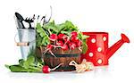 Fresh radish with garden tools. Isolated on white background