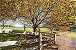 A view of the Southern Highlands through beautiful Autumn trees.  Australia