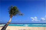View of nice tropical beach with palm. Barbados