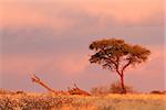 Desert landscape with an Acacia tree and  cloudy sky at sunset, Kalahari desert, South Africa