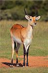 Male red lechwe antelope (Kobus leche) in natural environment, southern Africa