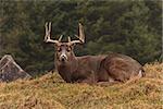 Male buck with antlers