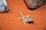 A photography of wild lizard in the desert