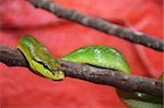 A green snake is moving on the tree  branch.
