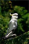 White parrot in Bali a zoo. Zoo in New Zealand