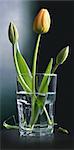 Close-u of tulips in a water glass, studio shot on black background