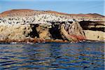 Pelican Colony at Wildlife Sanctuary on Ballestas Islands, Paracas, Pisco Province, Peru