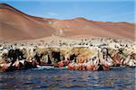 Pelican Colony at Wildlife Sanctuary on Ballestas Islands, Paracas, Pisco Province, Peru