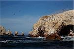 Birds at Wildlife Sactuary on Ballestas Islands, Paracas, Pisco Province, Peru