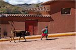 Woman in Peruvian clothing leading cow on rope on village street, Ccaccaccollo, Peru