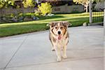 Portrait of Australian Shepherd Dog in Backyard, Utah, USA