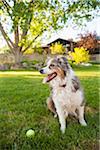 Australian Shepherd Dog in Backyard with Tennis Ball, Utah, USA