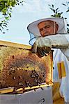 Beekeeper Holding Honeycomb, Croatia, Europe