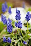 Close-up of grape hyacinth covered in snow in spring, USA