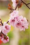 Close-up of double bloom cherry blossoms in spring, USA