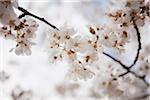 Close-up of cherry blossoms in spring, USA