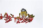 Blue tit perches on branch of pyracantha berries by snowy slope in The Cotswolds, UK