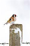 Goldfinch perches by snowy slope in winter in The Cotswolds, UK