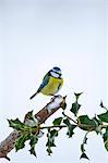 Blue tit perches by snowy slope during winter in The Cotswolds, UK