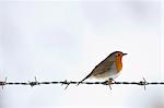 Robin on barbed wire by snowy hillside in The Cotswolds, UK