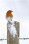 Robin on post by barbed wire by snowy hillside in The Cotswolds, UK