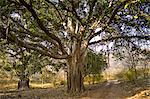 Ancient Banyan Trees in Ranthambhore National Park, Rajasthan, Northern India