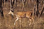 Spotted deer, Axis axis, (Chital) in Ranthambhore National Park, Rajasthan, Northern India