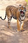 Female Bengal tiger, Panthera tigris tigris, in Ranthambore National Park, Rajasthan, India