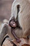 Indian Langur monkeys, Presbytis entellus, female and baby in Ranthambore National Park, Rajasthan, India