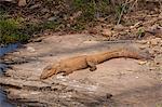 Indian marsh crocodile, Crocodylus palustris, young Swamp Crocodile in Ranthambhore National Park, Rajasthan, Northern India