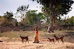 Indian woman with herd of goats at Sawai Madhopur in Rajasthan, Northern India