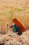 Barley crop being harvested by local agricultural workers in fields at Nimaj, Rajasthan, Northern India