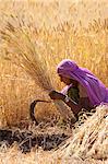 Barley crop being harvested by local agricultural worker in fields at Nimaj, Rajasthan, Northern India