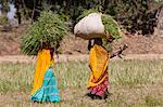 Lucerne crop being carried for animal forage by local agricultural workers in fields at Nimaj, Rajasthan, Northern India