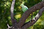 Indian Rose-Ringed Parakeet, Psittacula krameri, on tree branch in village of Nimaj, Rajasthan, Northern India