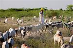 Goatherd with herd of goats in farming scene near Rohet, Rajasthan, Northern India