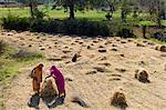 Female agricultural workers at Jaswant Garh in Rajasthan, Western India